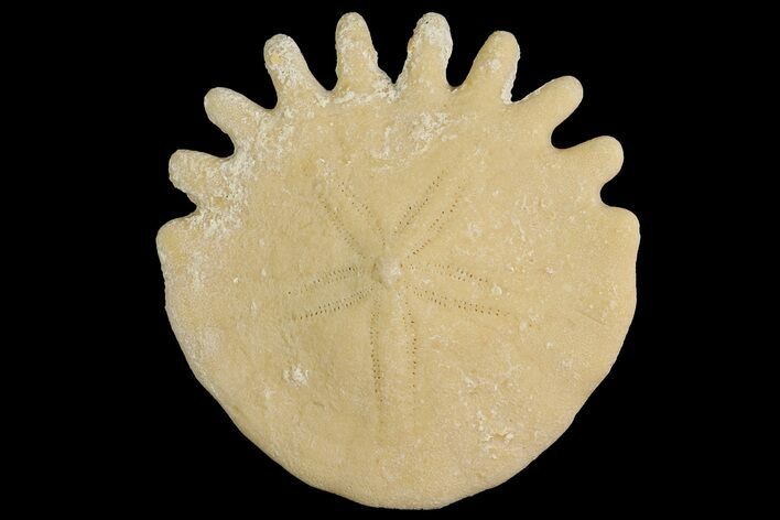 Fossil Sand Dollar (Heliophora) - Boujdour Province, Morocco #177966